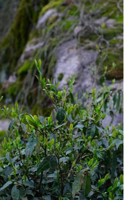 Tongmu Huaxiang Xiaozhong