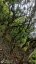 Tea ancestor area – Gushu mix maocha 3# base