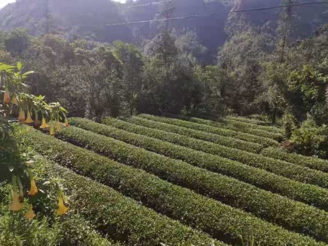 2025 Mingqian Sichuan jipin maofeng (50g)
