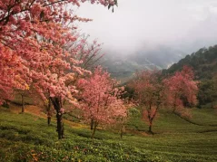 2025 Yunnan - Wuliang mountain Ruanzhi wulong