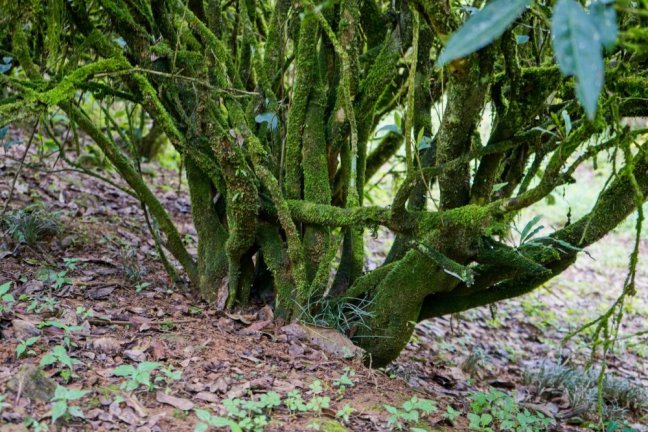 Laocong Shuixian 60+ years old trees
