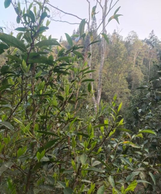 Shengtang shan gushu hongcha 圣堂山古树红茶