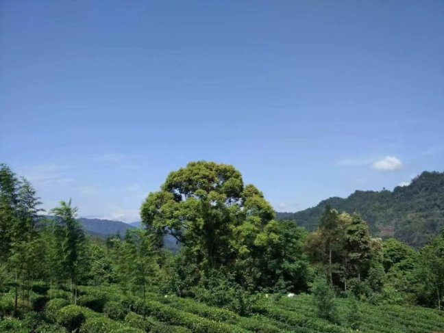 2021 Guyu Sichuan maofeng