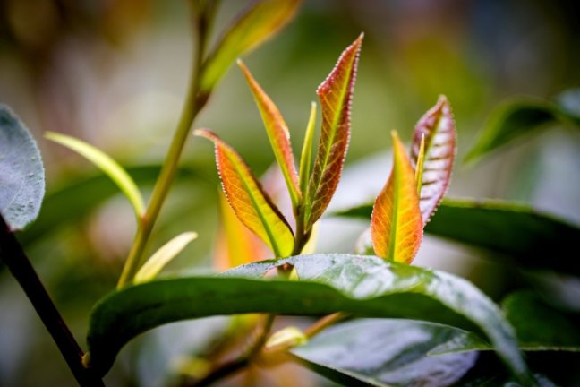 Guangxi Deep forest red tea