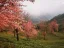 2025 Yunnan - Wuliang mountain Ruanzhi wulong