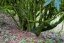 Laocong Shuixian 60+ years old trees