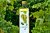 LIMčCHA: The refreshment of tea and grapes in every drop!