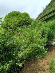 2025 Water Fairy from the Bamboo Valley of Wuyi mountains