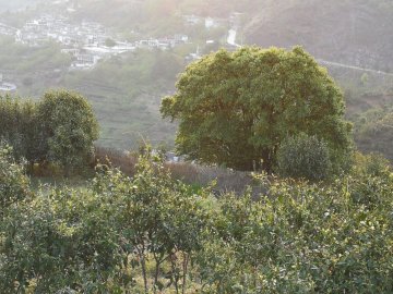 The origin of tea trees