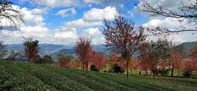 2025 Yunnan - Wuliang mountain Ruanzhi wulong