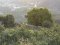 The origin of tea trees