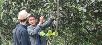 Metabolism of tea trees