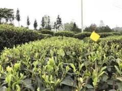 2025 Mingqian Sichuan jipin maofeng (50g)