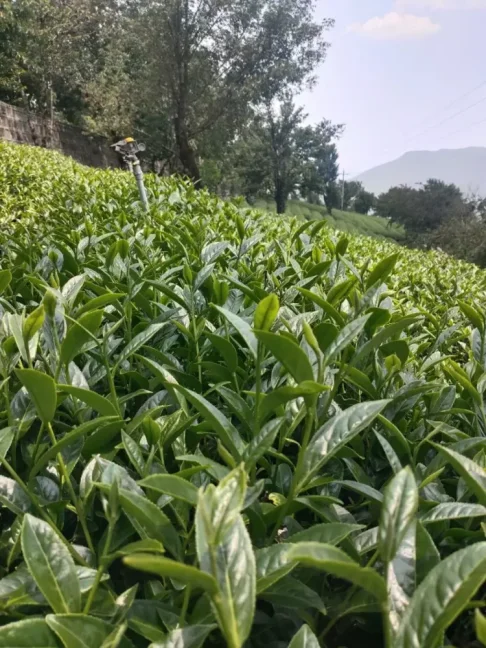 2025 Yunnan - Wuliang mountain Ruanzhi wulong