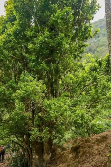 Fengqing Yesheng gushu hong - ancient trees Taliensis